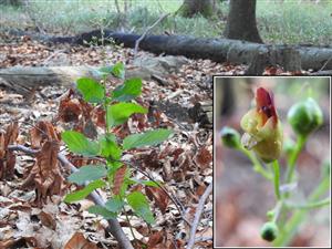 Krtičník hľuznatý (Scrophularia nodosa)