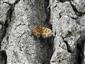 Ematurga atomaria (Linnaeus, 1758)