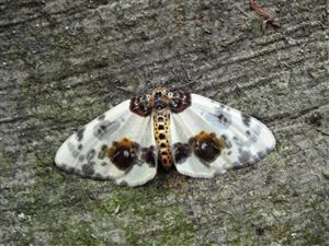 Piadivka brestová (Abraxas sylvata)