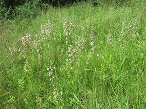 Lokalita s výskytom Epipactis palustris