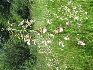 Epipactis palustris