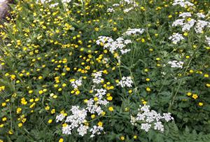 Trebuľka lesná (Anthriscus sylvestris)