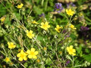 Nátržník strieborný (Potentilla argentea)