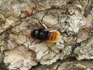 Čalúnica Osmia cornuta