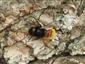 Osmia cornuta (Latreille, 1805)