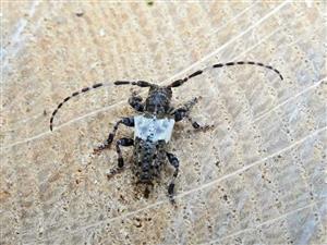 Fuzáč Pogonocherus hispidulus