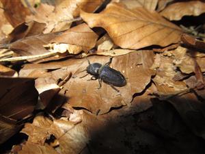 Spondylis buprestoides 