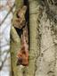 Veverica obyčajná (Sciurus vulgaris)