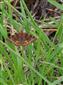 Euclidia glyphica (Linnaeus, 1758)