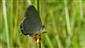 Cupido decoloratus (Staudinger, 1886)