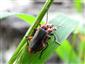 Cantharis rustica Fall_n, 1807
