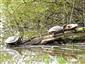 Korytnačka písmenková žltolíca (Trachemys scripta ssp. scripta)