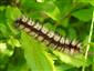 Priadkovec trnkový (Eriogaster catax)