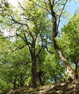 Jarabina brekyňová (Sorbus torminalis)