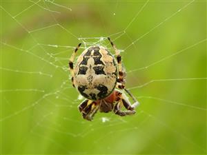 Križiak trstinový (Larinioides cornutus)