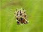 Larinioides cornutus (Clerck, 1757)