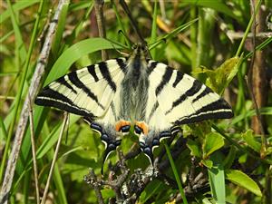 Vidlochvost ovocný (Iphiclides podalirius)