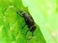 Platystoma seminationis (Fabricius, 1775)