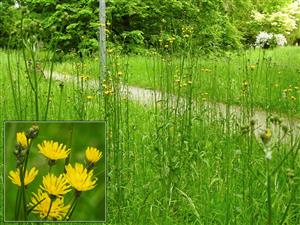 Škarda dvojročná (Crepis biennis)