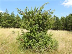 Borievka obyčajná (Juniperus communis)
