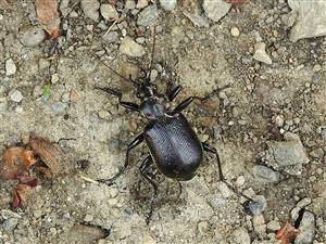 Húseničiar Calosoma inquisitor