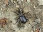 Calosoma (Calosoma) inquisitor (Linnaeus, 1758)