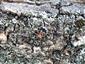 Thanasimus formicarius (Linnaeus, 1758)