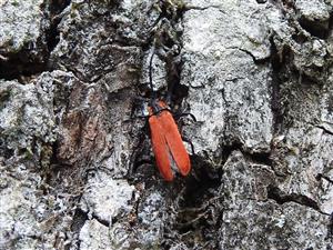 Lygistopterus sanguineus