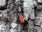 Lygistopterus sanguineus (Linnaeus, 1758)