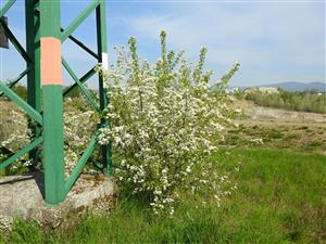 Čerešňa mahalebková (Prunus mahaleb)