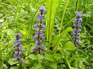 Zbehovec plazivý (Ajuga reptans)