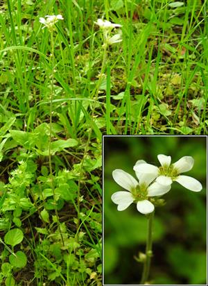 Lomikameň cibuľkatý (Saxifraga bulbifera)