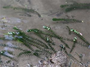 Elodea canadensis
