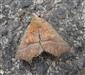 Scoliopteryx libatrix (Linnaeus, 1758)