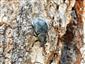 Gnorimus variabilis (Linnaeus, 1758)