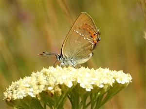 Ostrôžkár malý (Satyrium acaciae)