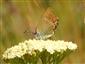 Satyrium acaciae (Fabricius, 1787)