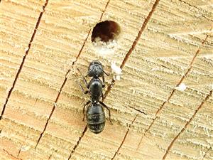 Mravec drevokaz (Camponotus vagus)