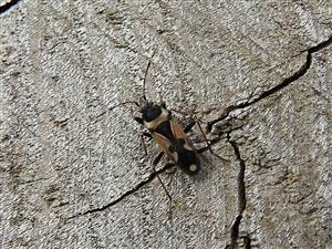 Behavka Raglius confusus
