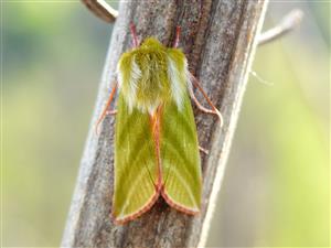 Zelenka buková (Pseudoips prasinana)