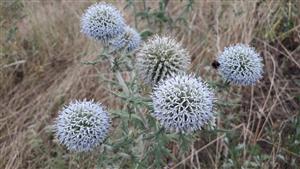 Ježibaba guľatohlavá (Echinops sphaerocephalus)