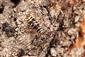 Plagionotus detritus Linnaeus, 1758