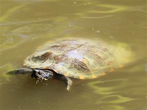 Trachemys scripta