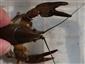 Astacus astacus