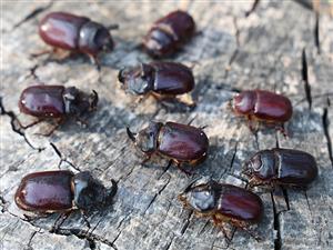 Oryctes nasicornis