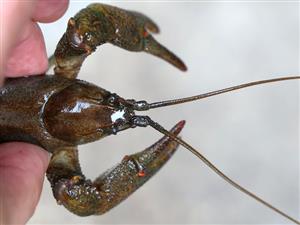 Austropotamobius torrentium