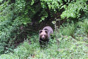 synantropný medveď