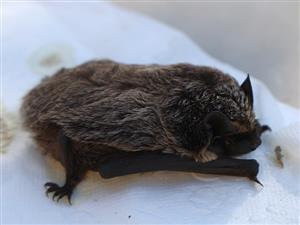 Vespertilio murinus