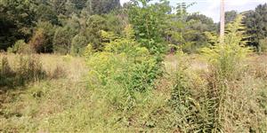 Solidago canadensis - 2024-08-21