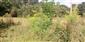 Solidago canadensis - 2024-08-21
